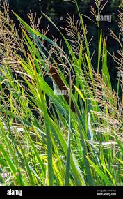 Image result for Isachne kiyalaensis