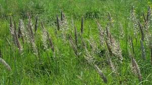 Image result for Enneapogon cenchroides