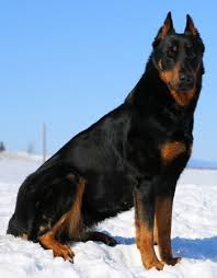 Esprit de la croix double kennel offers beauceron puppies with quality pedigree, completely veterinarily treated, with preconditions for exhibitions, training, sports and leisure activities. Beauceron Dogs Breeders And Information In Canada Canadogs