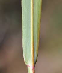 Image result for Lannea virgata