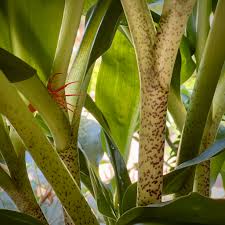 Image result for Scadoxus pole-evansii