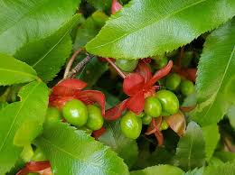 Image result for Ochna ovata