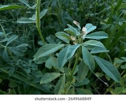 Image result for Trigonella