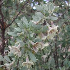 Image result for Lycium