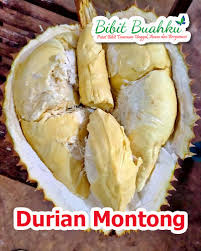 Durian montong kupas fresh 1 pack berat 500 gram harga @rp.80.000. Jual Bibit Durian Montong Yang Buahnya Tetap Manis Meski Saat Musim Hujan Bibit Buahku