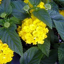 Drought resistant plants drought tolerant garden flowers perennials planting flowers yellow perennials flower xeriscape texas native plants for drought tolerant landscaping in austin texas. Lantana Hanging Basket Plant Delivery Nyc Plantshed Com