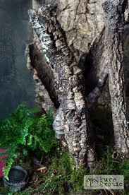 Terrarium For Cyriopagopus Schioedtei Aquatic Turtle Habitat Turtle Habitat Pet Cage