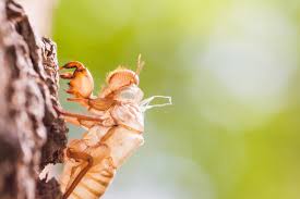 Außerdem ernähren sich parasitäre wespen, fliegen, raubmilben von den eiern. Milliarden Zikaden Uberrollen Die Usa Forscher Warnen Insektenplage Brood X Im Anmarsch News De