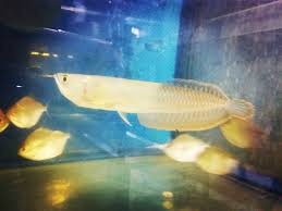 Few Captions From Lucky Fish Aqua Lucky Fish Aquarium Facebook