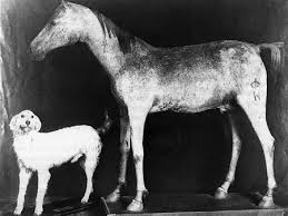 Great general napoleon bonaparte has the ability to form an army out of land units. Vizir Cheval Wikipedia