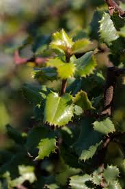 Image result for Rinorea ilicifolia