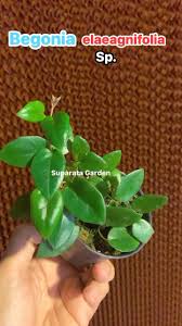 Image result for Begonia elaeagnifolia