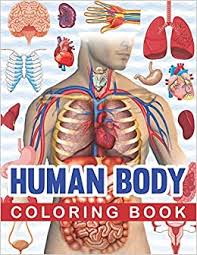 Then look up the profile 'gottagetme19' (me obviously) i left body pictures. Human Body Coloring Book Human Body Human Anatomy Coloring Book For Kids Human Body Anatomy Coloring Book For Medical High School Students Great Gift For Boys Girls Children S Science Books Amazon Co Uk