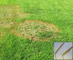 Maybe you would like to learn more about one of these? Large Brown Patch Of Zoysia Lawns