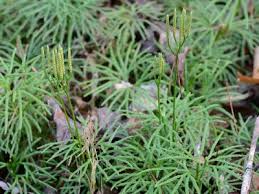 Image result for Distephanus divaricatus