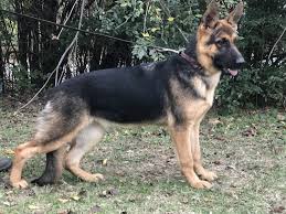 German shepherd puppies for sale are recognized as a distinct breed developed for working, herding and military work. German Shepherd Puppies For Sale Muskogee Ok 257475
