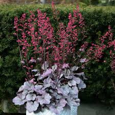 Check spelling or type a new query. Photo Essay Extremely Attractive Foliage Perennial Resource