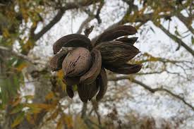 Seedling trees flower in the third year after planting. Growing Fruit And Nut Trees In Texas Texas Farm Bureau