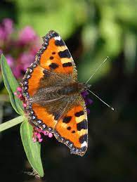 Uk Butterflies Small Tortoiseshell Aglais Urticae