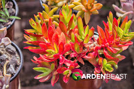 Image result for Crassula capitella