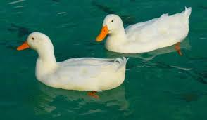 Made in the usa by caroline's treasures. 8 Gorgeous White Duck Breeds Farmhouse Guide