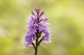 Check spelling or type a new query. Royalty Free Military Orchid Photos Pikist