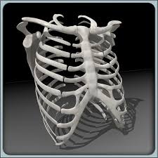 This item can be dropped. Rib Cage Ri 3d Model