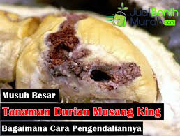 Zakar langsung tidak mampu menegang ia adalah jenis mati pucuk yang gawat dan biasanya berlaku pada. Inilah 6 Musuh Besar Hama Penyakit Pada Tanaman Durian Musang King Dan Cara Pengendaliannya Jualbenihmurah Com