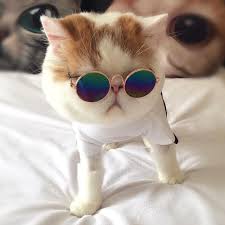 Pet Round Sunglasses Small Pet động Vật Meo đang Yeu