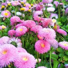 Image result for Dahlia x pinnata `Pompon Lilliput`