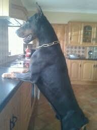 Mum is a chocolate & tan doberman pincher and dad is a. Exceptional Doberman Pups For Sale Glasgow Lanarkshire Pets4homes