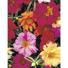 6 Pack Multicolor Moss Rose In Tray L2535 Lowes Com Flower Bed Plants Rose Like Flowers Annual Plants
