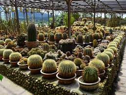 Brinchang, 39100 brinchang, selangor, malaysia, cameron highlands cactus valley timing: à¸— à¸§à¸£ à¹ƒà¸™à¸ž à¸™à¸— Cactus Valley à¸­ à¸™à¸™ à¸²à¸• à¸™à¸•à¸²à¸• à¸™à¹ƒà¸ˆ à¹‚à¸›à¸£à¹à¸à¸£à¸¡à¸— à¸§à¸£ à¸«à¸™ à¸‡à¸§ à¸™ à¸— à¸§à¸£ Sightseeing Easybook