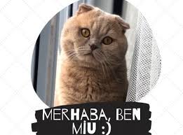 ayi surat scottish lilac fold sahibimolurmusun com scottish fold hayvan oglanlar