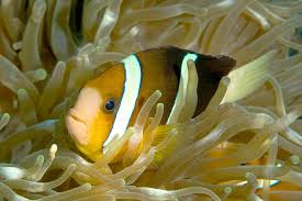 Image result for Artabotrys likimensis