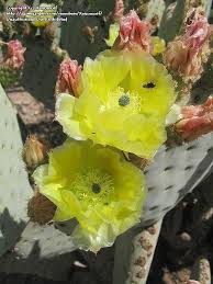 By shutter bug brent 1. Plantfiles Pictures Opuntia Species Prickly Pear Cactus Blind Pear Blind Prickly Pear Cow Blinder Opuntia Rufida By Xenomorf