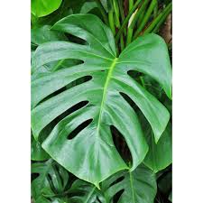 Check spelling or type a new query. Fensterblatt Monstera 17 Cm Topf Bei Hellweg