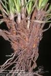 Image result for Cyperus margaritaceus