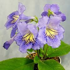 Image result for Streptocarpus eylesii