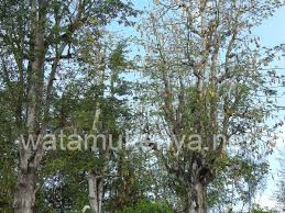 Image result for Bombax rhodognaphalon