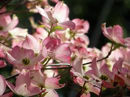 Discover more posts about flowering dogwood. Dogwood Varieties Learn About Different Kinds Of Dogwood Trees
