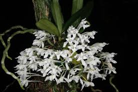 Image result for Mystacidium