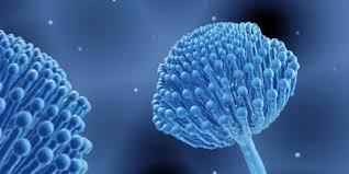 Image result for Mycotoxin