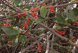 Image result for Plicosepalus sagittifolius