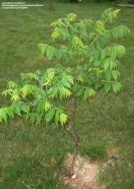 Juglone does not dissolve easily in water and is mainly restricted to the immediate area around the tree it was released. Black Walnut Trees Produce Juglone Toxic To Many Other Plants Dave S Garden