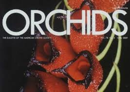 Image result for Calyptrochilum