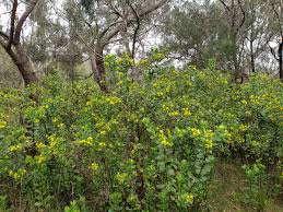 Image result for Chrysanthemoides monilifera