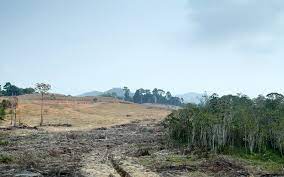 Habitat loss can happen naturally. The Worst Cases Of Habitat Destruction Greentumble
