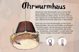 Bis zu 150 der lästigen schädlinge kann ein ausgewachsener ohrwurm pro nacht vertilgen. Ohrwurmhaus Bauen Pindactica