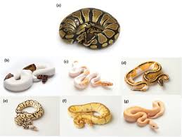 Interesting facts about the burmese python. A Nonsense Mutation In Tfec Is The Likely Cause Of The Recessive Piebald Phenotype In Ball Pythons Python Regius Biorxiv